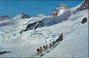 AK - Jungfraujoch - Polarhunde mit Gletscherhorn und Rottalhorn