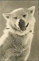 Polarhund auf dem Jungfraujoch - Postkarte