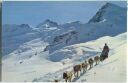 Postkarte - Jungfraujoch - Polarhunde