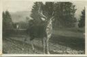 St. Gallen - Wildpark Peter & Paul - Edelhirsch - Foto-AK