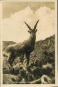Foto-AK - Steinbock am Albris