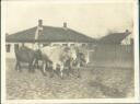 Semendria (Smederevo) - Stiere - Foto-AK ca. 1915