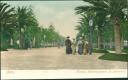 Postkarte - Cadiz - Parque Genoves-paseo de palmeras ca. 1900