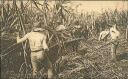 Ansichtskarte - Trinidad - Reaping sugar cane