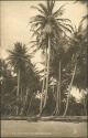 Ansichtskarte - Trinidad - Coco-nut Palms