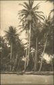 Ansichtskarte - Trinidad - Coco-nut Palms