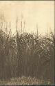 Ansichtskarte - Trinidad - Sugar Canes in Flower