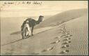 Ansichtskarte - Au desert - Kamel