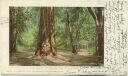 Postkarte - Gen. Grant - Big Redwood Tree of California