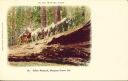 Postkarte - Wawona Route - Fallen Monarch - Mariposa Grove