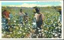 Postkarte - Cotton Field - Schwarze Baumwollpflücker