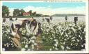 Cotton Field - Schwarze Baumwollpflücker