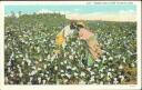 Cotton Field - Schwarze Baumwollpflücker