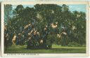 Postcard - New Orleans - City Park