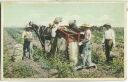 Postcard - Potato Sorter and Sacker