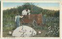 Postcard - Cotton Harvest
