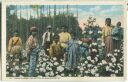 Postcard - Down where the cotton blossoms grow