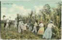Postcard - cutting sugar cane