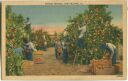 Postcard - New Orleans - Picking Oranges