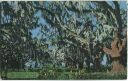 Postcard - New Orleans - The Parkenham's Oaks