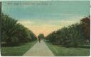 Postcard - New Orleans - Palms in Audubon Park