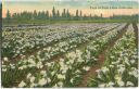postcard - California - Field of Calla Lilies