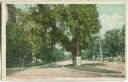 Postcard - Cambridge - The Washington Elm