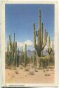 Postcard - Arizona - Saguaro Forest