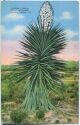 Postcard - Laredo - Cactus