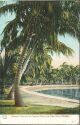 Postcard - Florida - Palm Beach - Cocoanut Trees on the Craignan Place