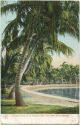 Postcard - Florida - Palm Beach - Cocoanut Trees on the Craignan Place