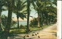 Postcard - Florida - Munyons Island - Cocoanuts - Lake Worth
