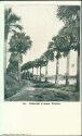 Postcard - Florida - Palmetto Avenue