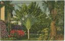 Postcard - Florida - Travelers Palm