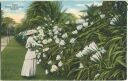 Postcard - Hawaii - Night Blooming Cereus