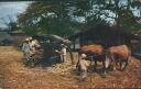 Ansichtskarte - El Salvador - Sugar cane grinding