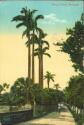 Ansichtskarte - Bermuda - Royal Palms